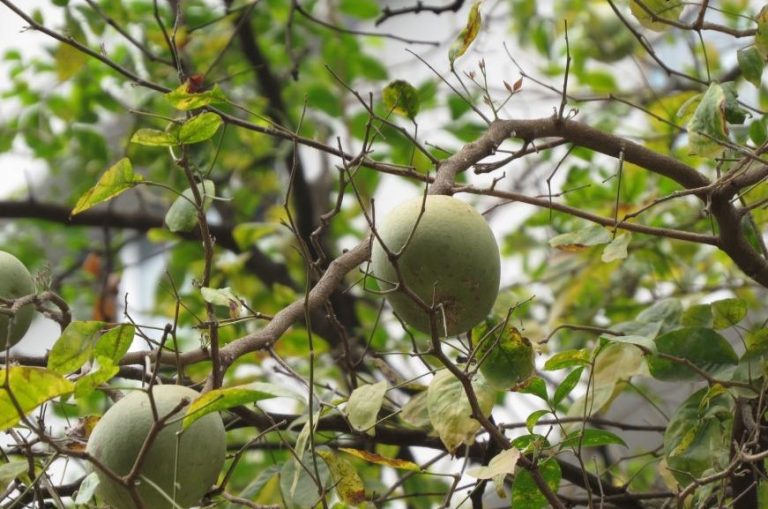 Aegle marmelos 3