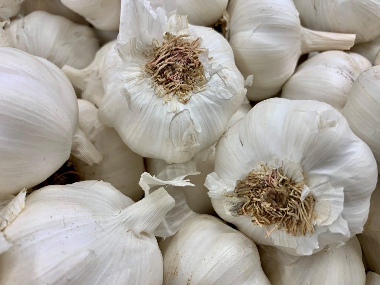 Allium sativum 3
