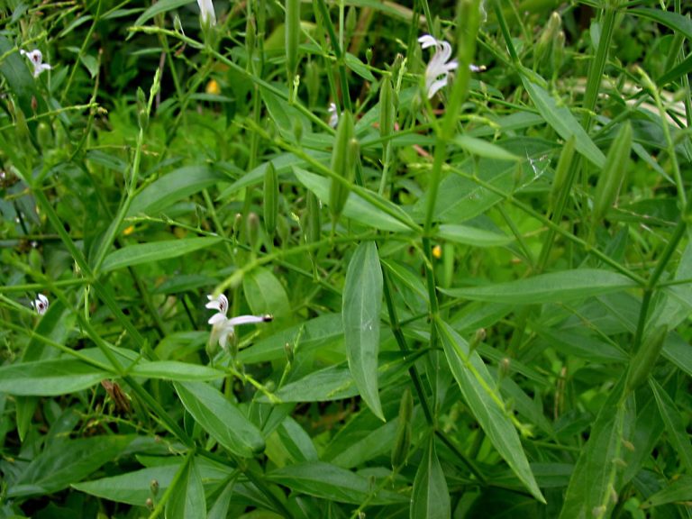Andrographis paniculata