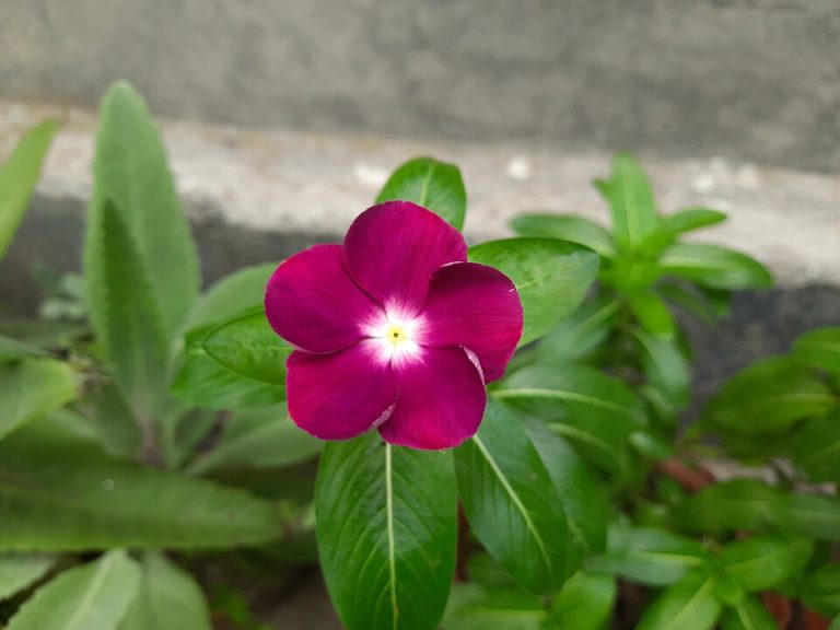 Catharanthus roseus 3