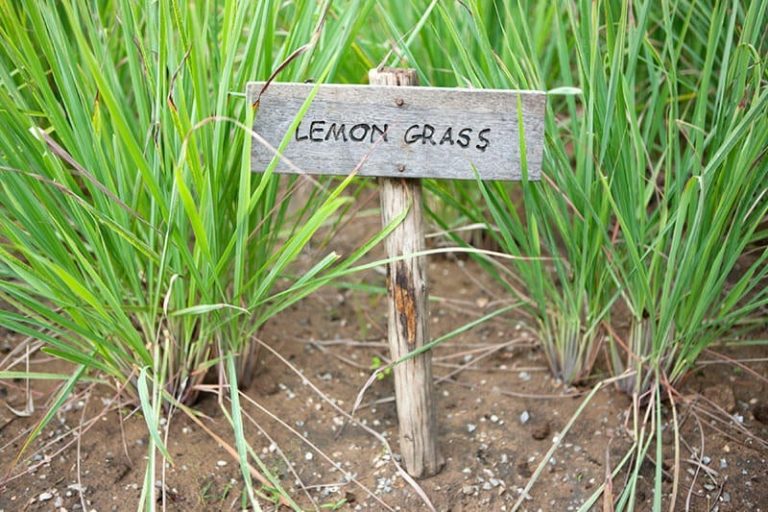 Cymbopogon citratus 2