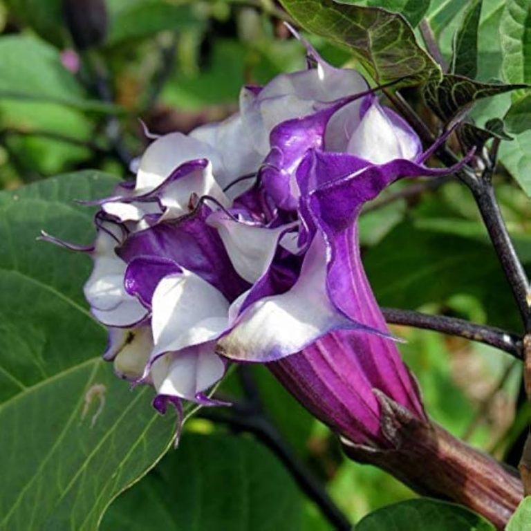 DATURA METEL