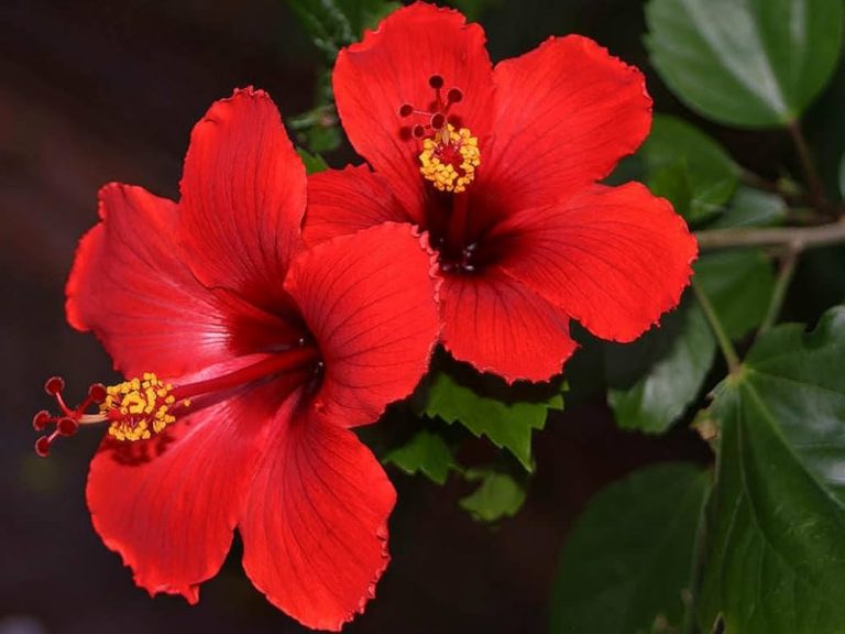 Hibiscus rosa-sinensis