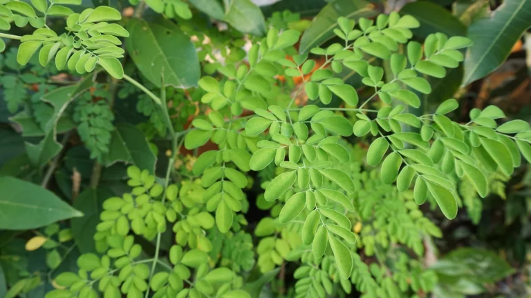 Moringa oleifera 3