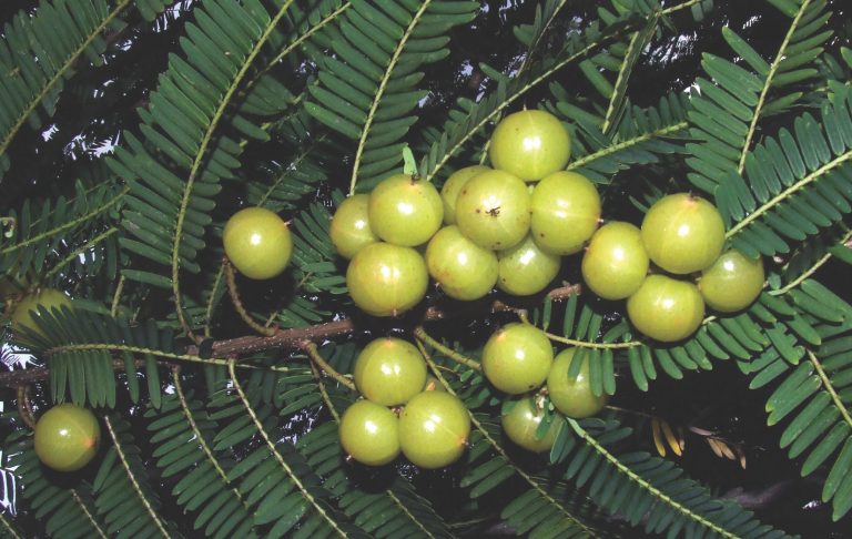 Phyllanthus emblica 3