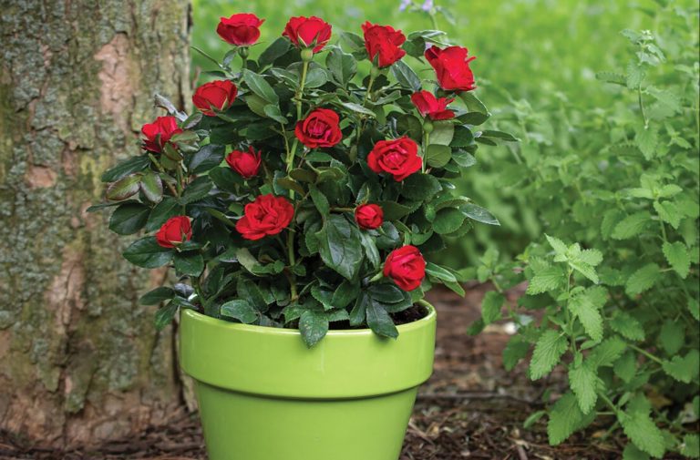 Rosa damascen 4
