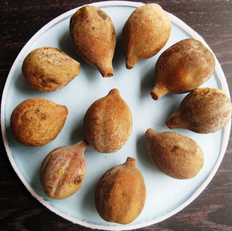Terminalia bellirica 3