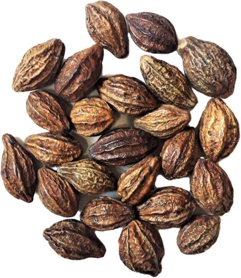 Terminalia chebula 3