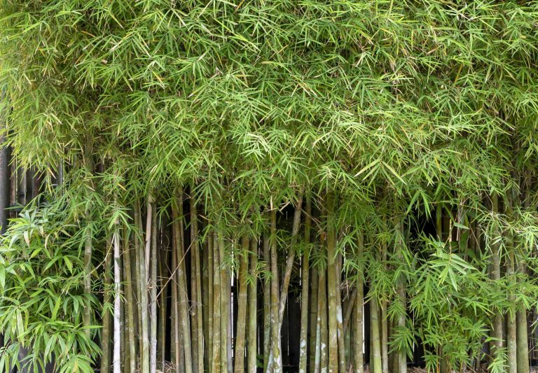 Bambusa vulgaris (3)