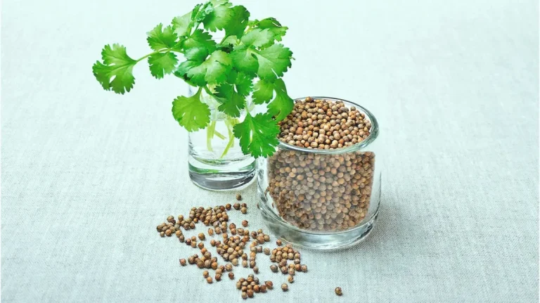 Coriandrum sativum (1)