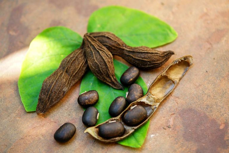 Mucuna pruriens (2)