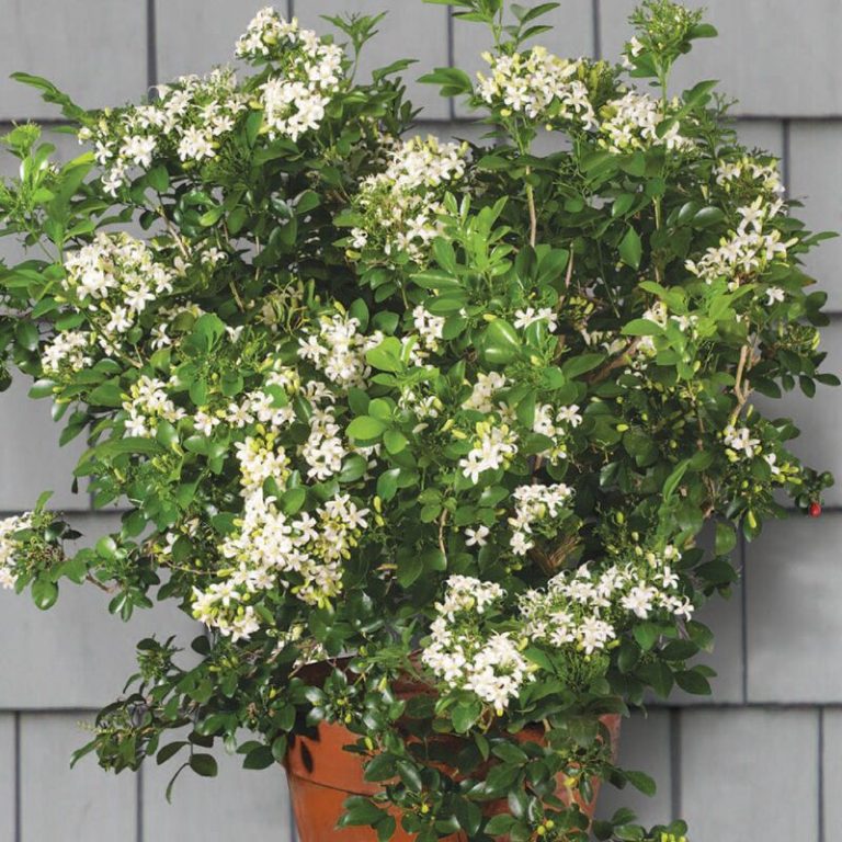 Murraya paniculata (1)