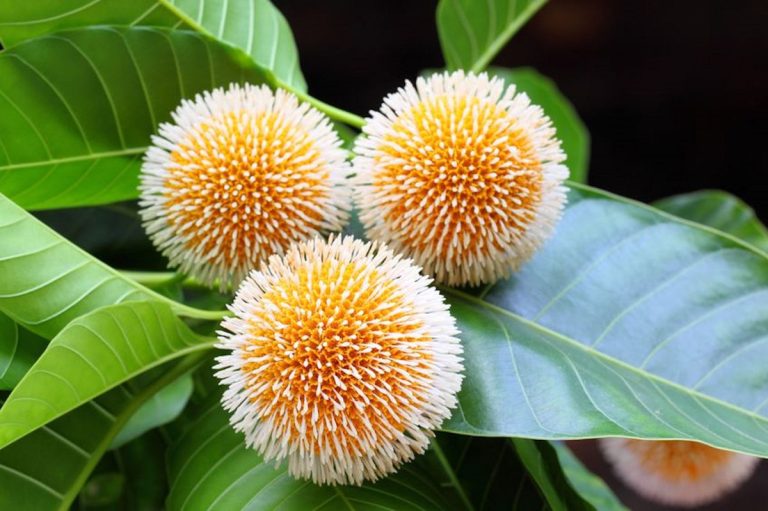 Neolamarckia cadamba (1)