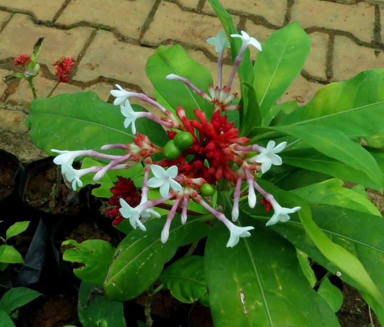 Rauwolfia serpentina (3)